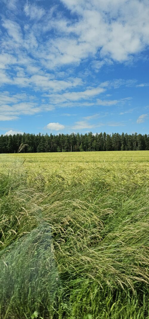 Wildpinkeln